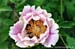 Rockii Peony: FEN CHI YING YUE